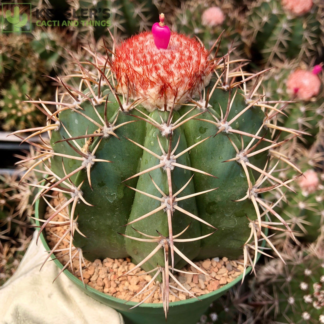 Melocactus Bahiensis (Turk's Cap)