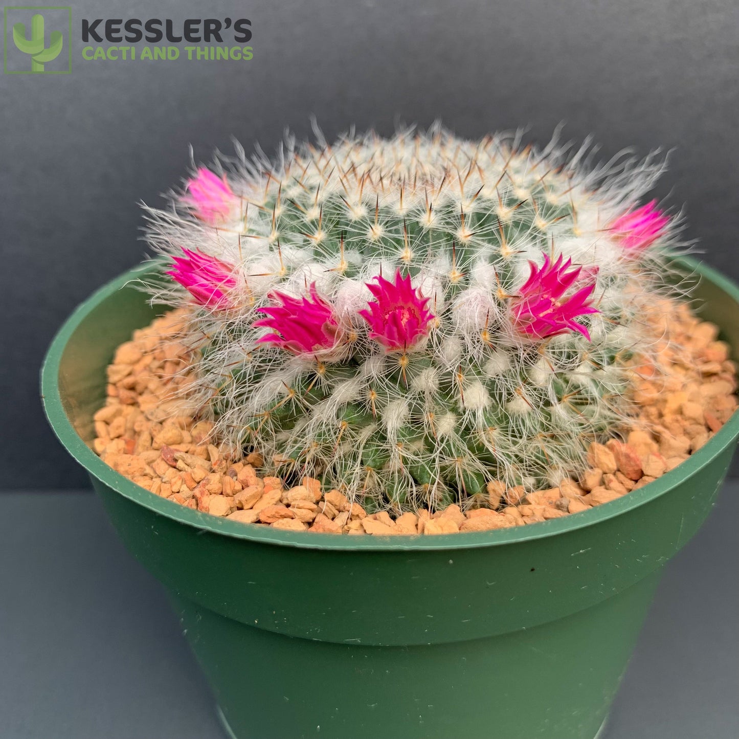 Mammillaria Chionocephala