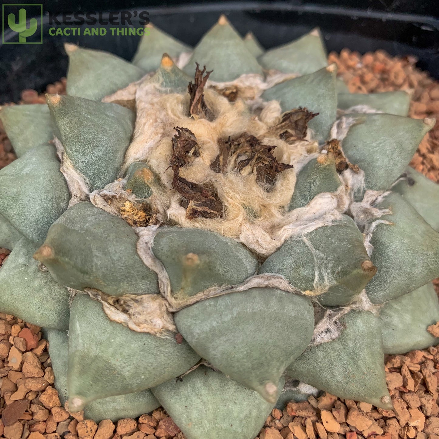 Ariocarpus Retusus