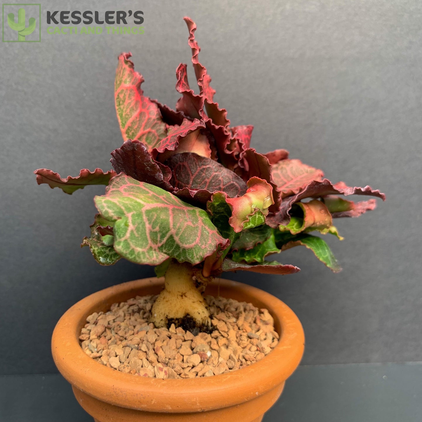 Euphorbia Francoisii Thai Hybrid