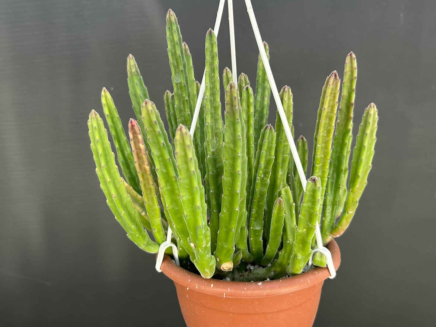 Stapelia Leendertziae