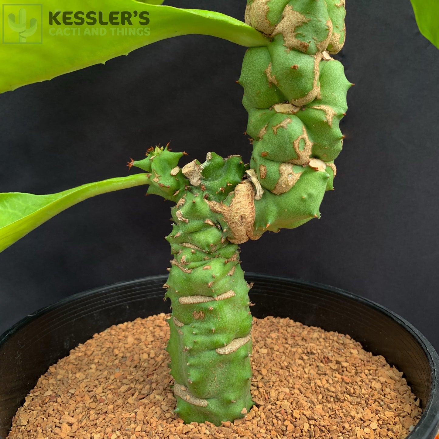 Euphorbia (Monadenium) Spectabilis