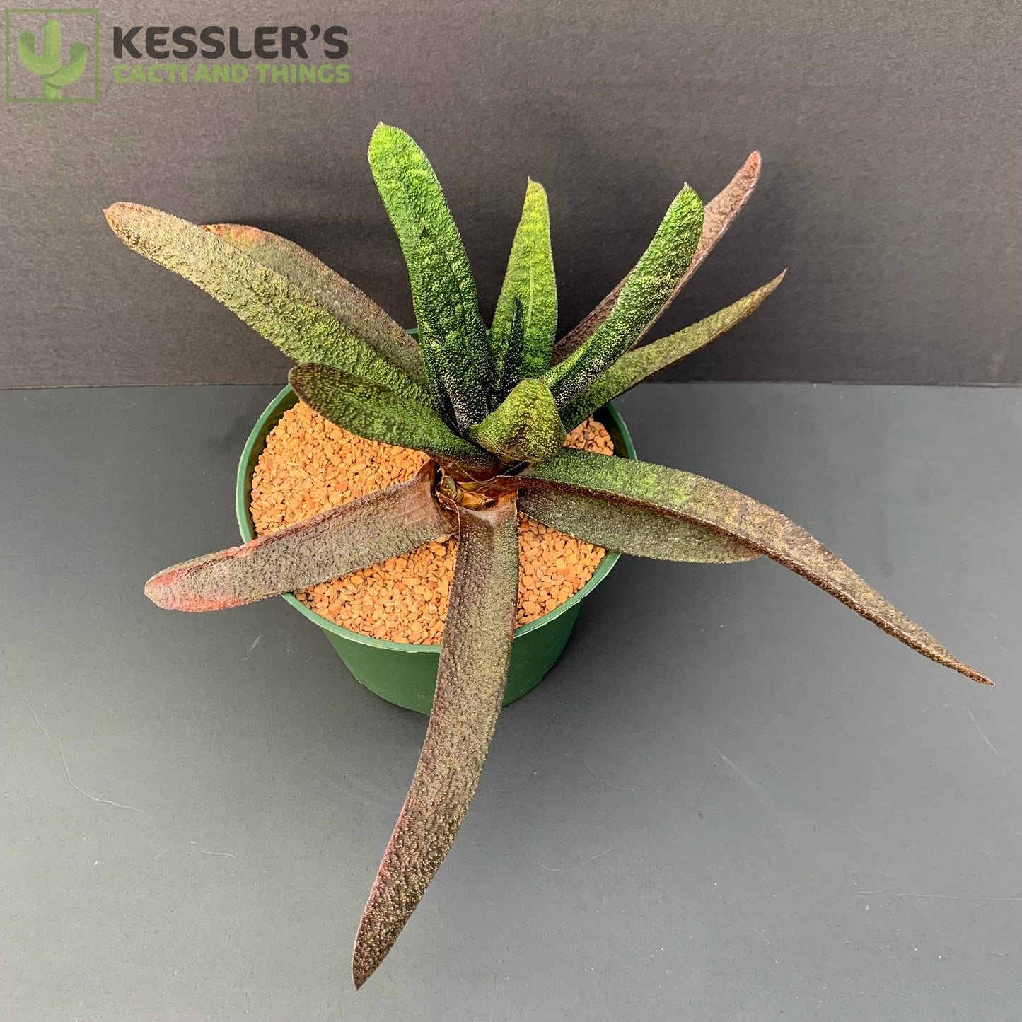 Gasteria Batesiana