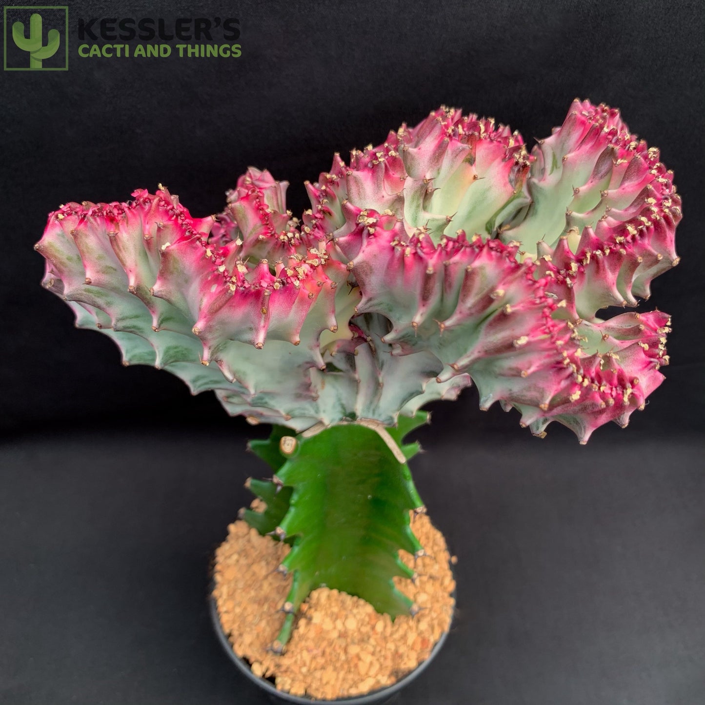 Grafted Euphorbia Lactea Var. Crest (Mermaid Cactus)