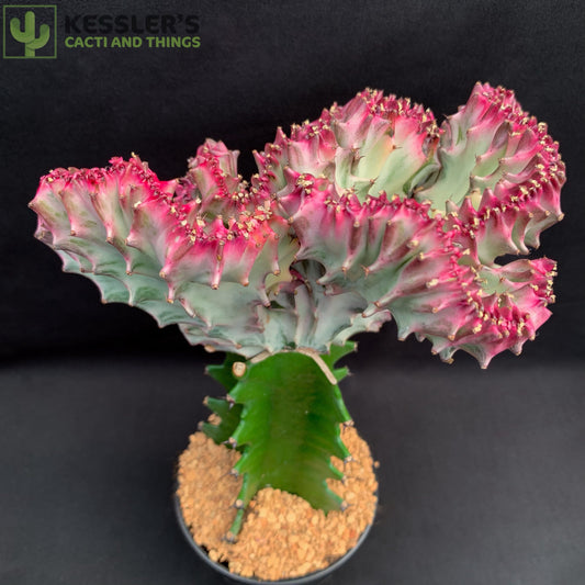 Grafted Euphorbia Lactea Var. Crest (Mermaid Cactus)