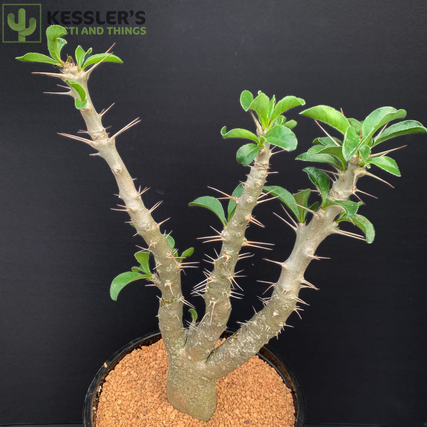 Pachypodium Saundersii