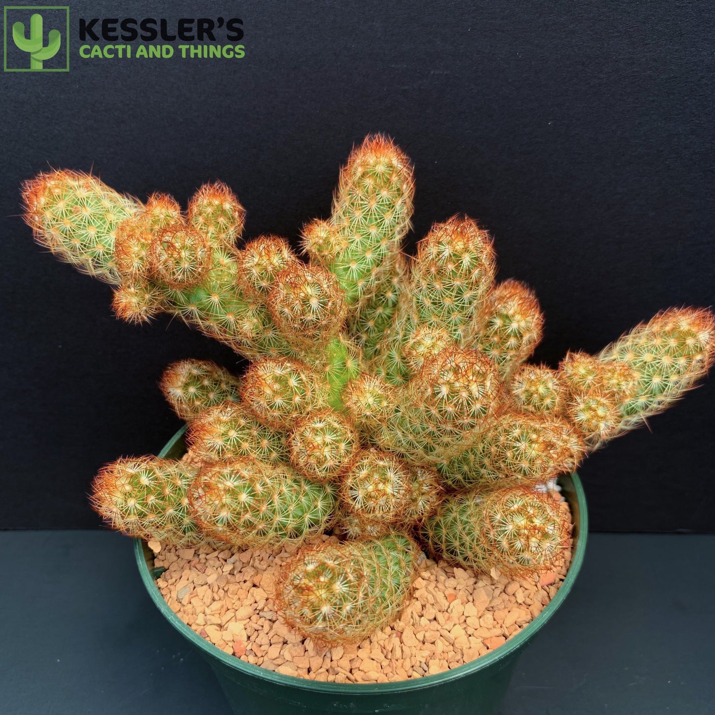 Mammillaria Elongata (Irish Red)