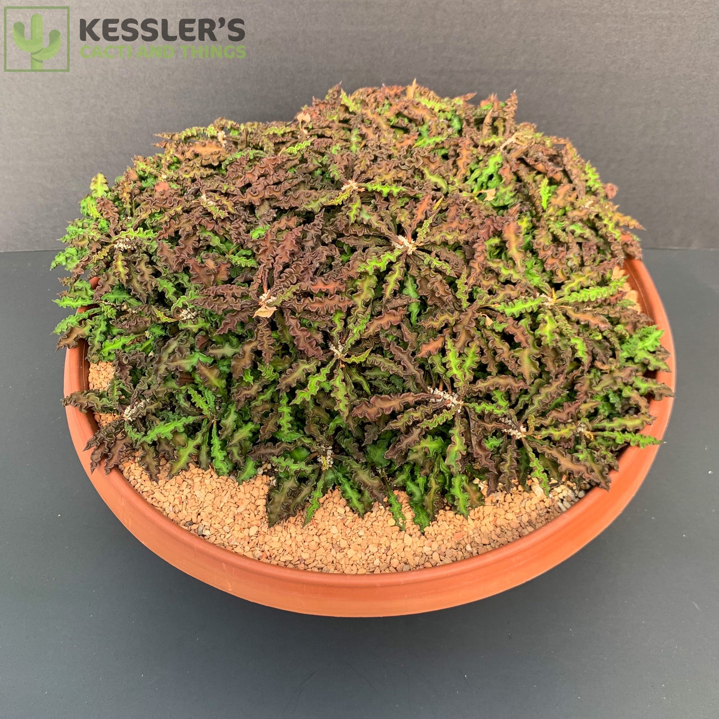 Euphorbia Decaryi Spirosticha