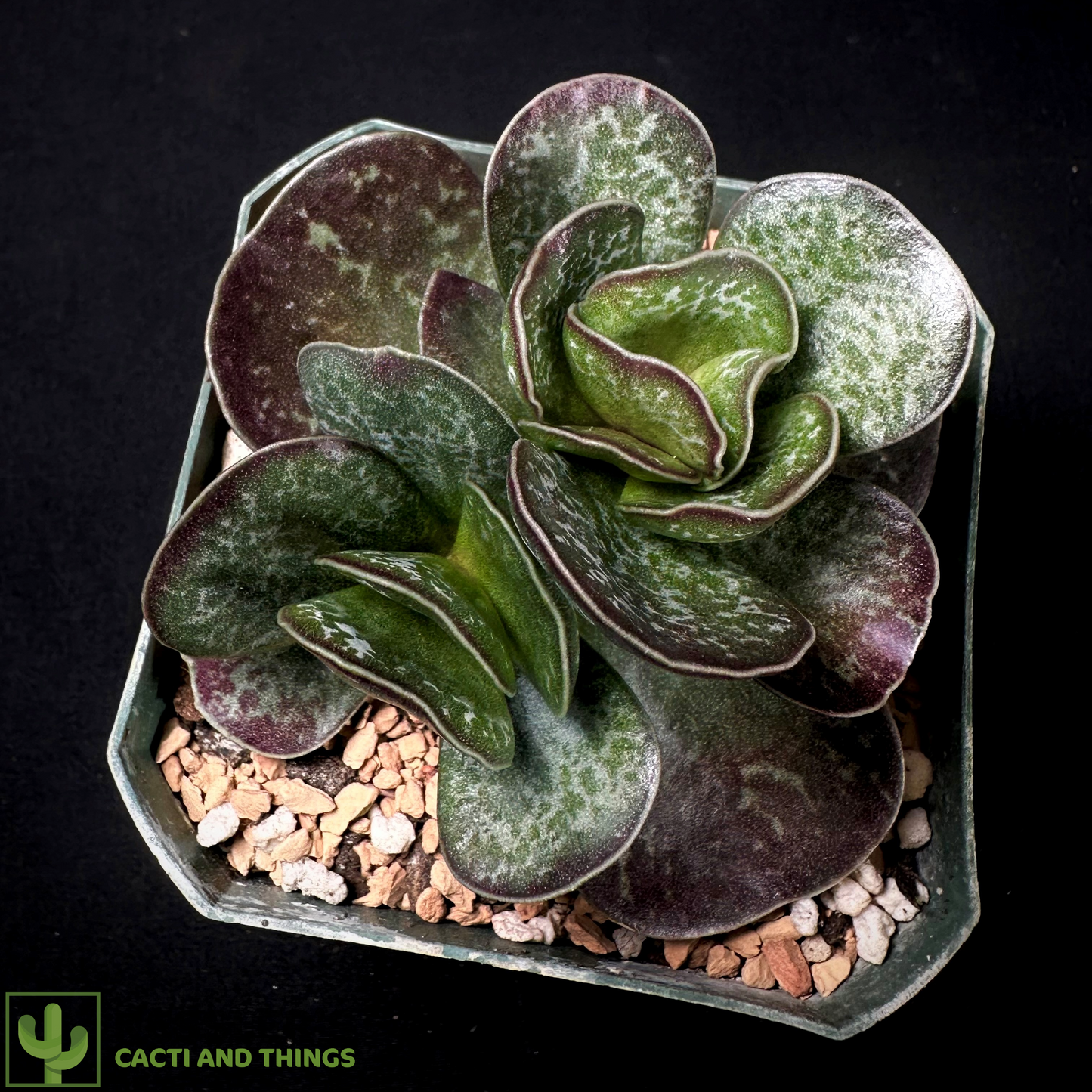 Adromischus Maculatus (Calico Hearts)