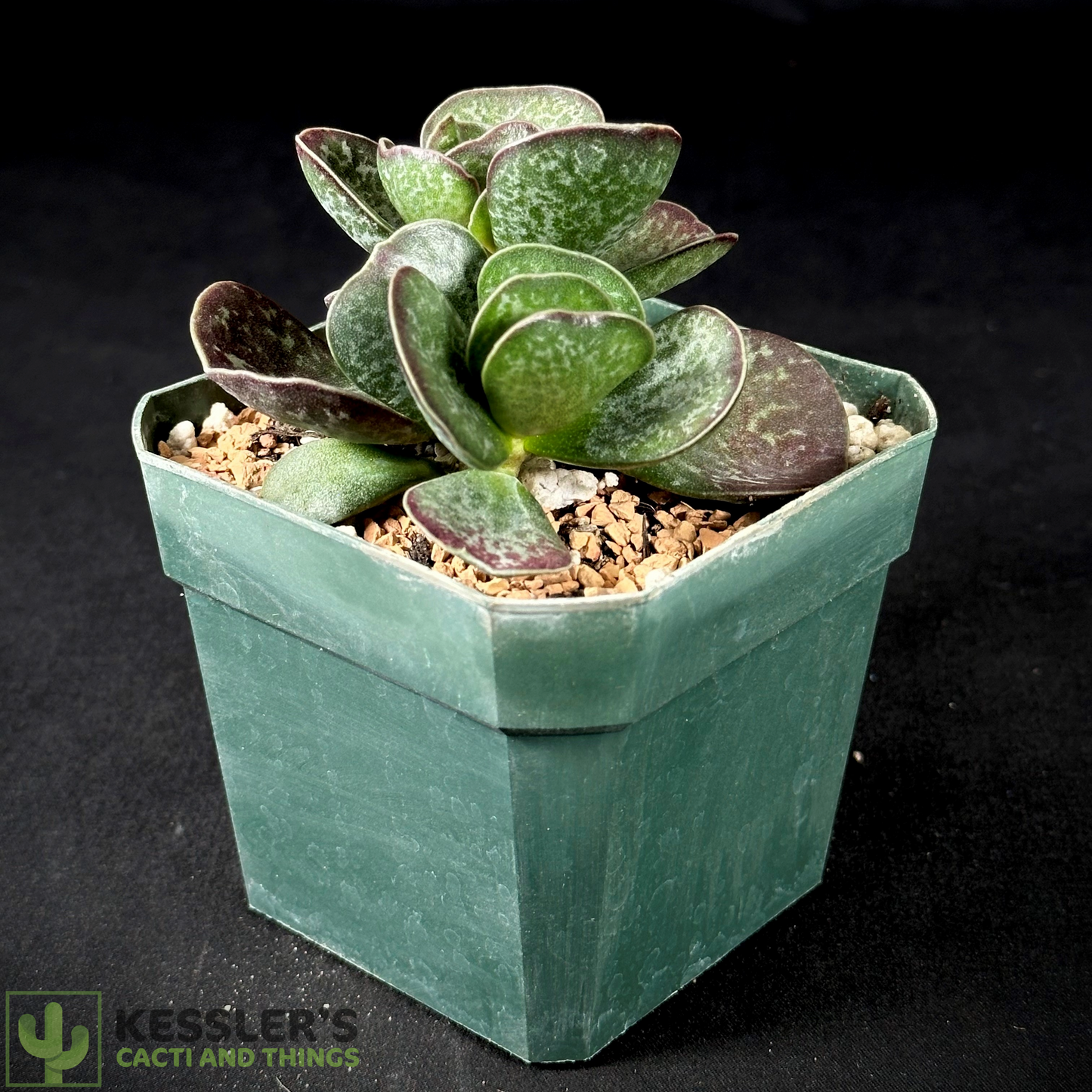 Adromischus Maculatus (Calico Hearts)