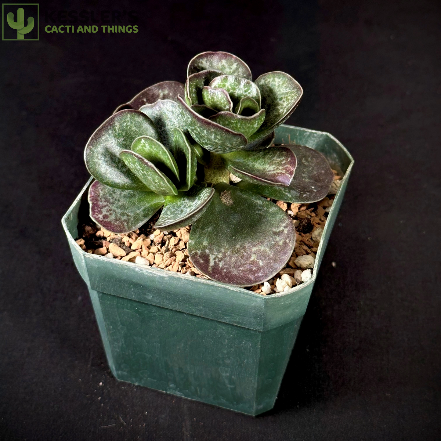 Adromischus Maculatus (Calico Hearts)
