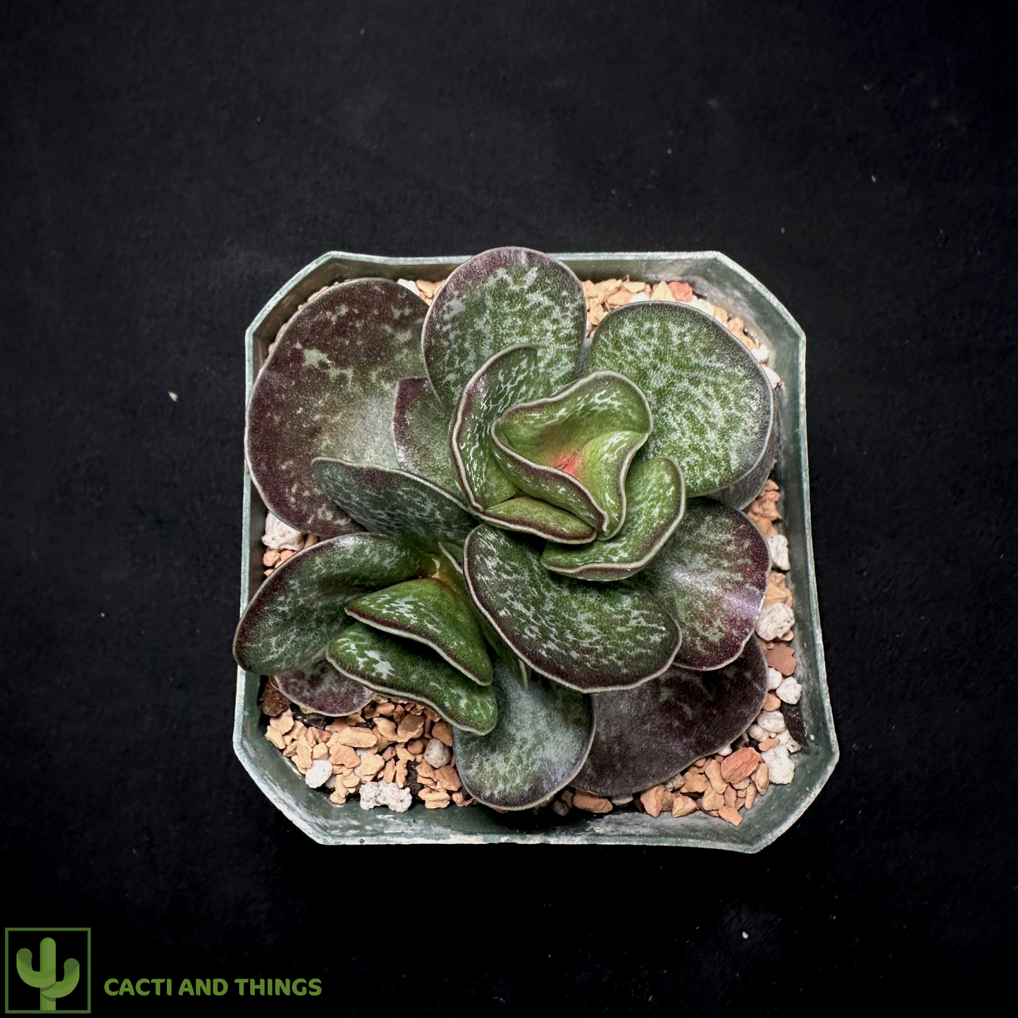 Adromischus Maculatus (Calico Hearts)