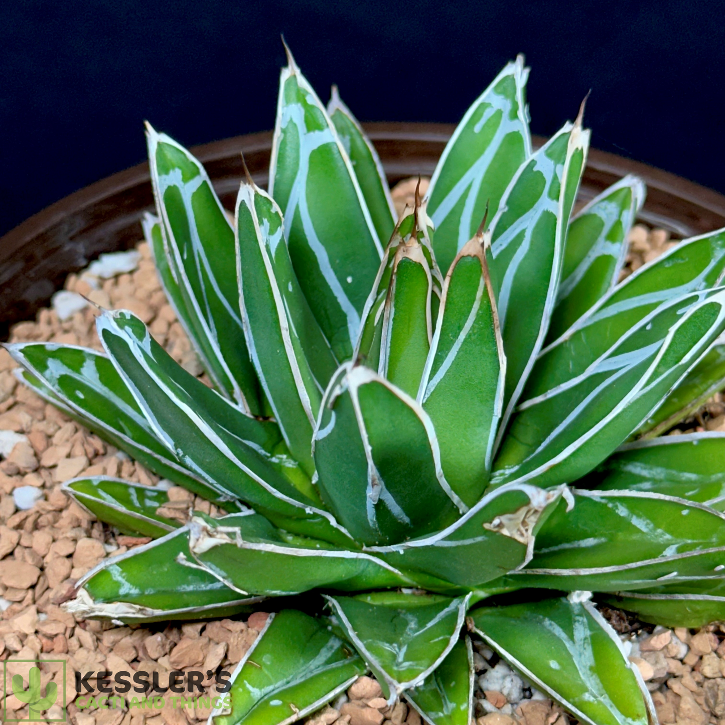 Agave Victoriae-reginae (Queen Victoria Century Plant)