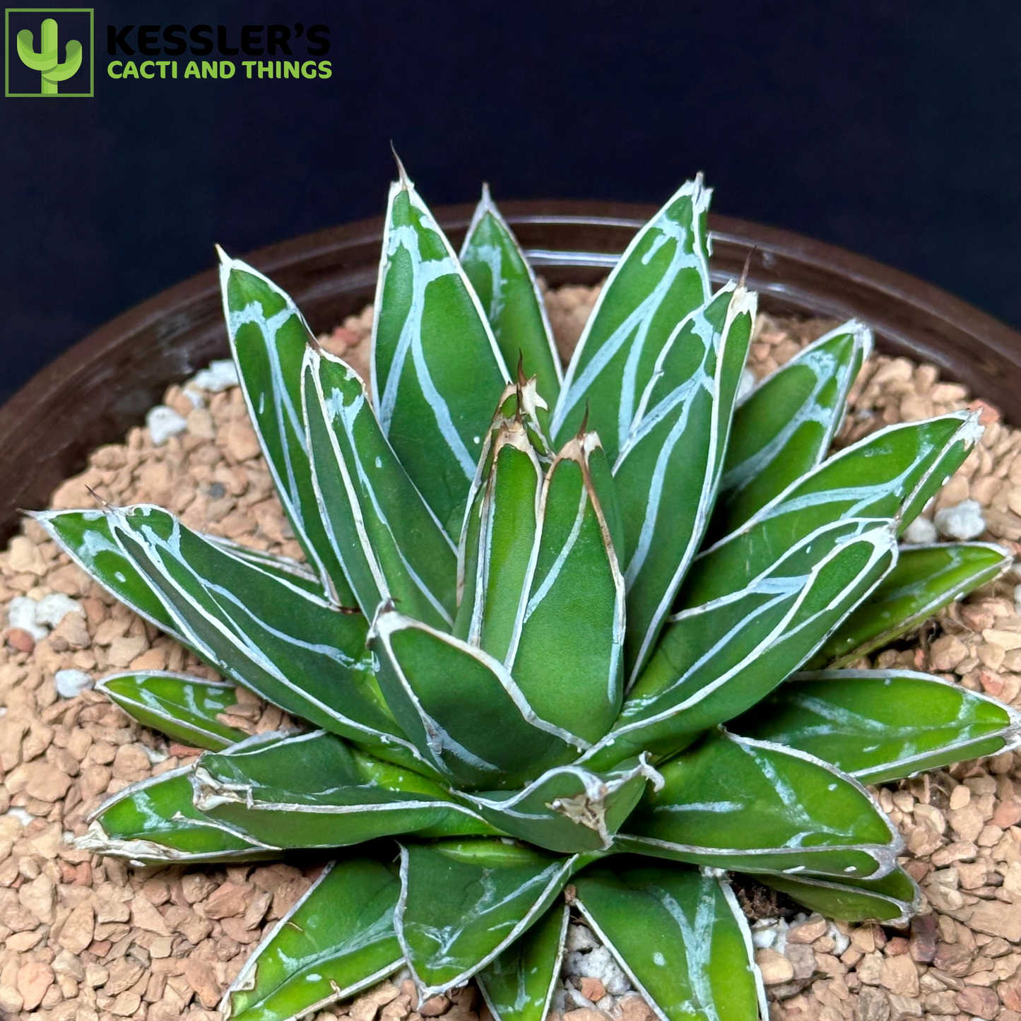 Agave Victoriae-reginae (Queen Victoria Century Plant)