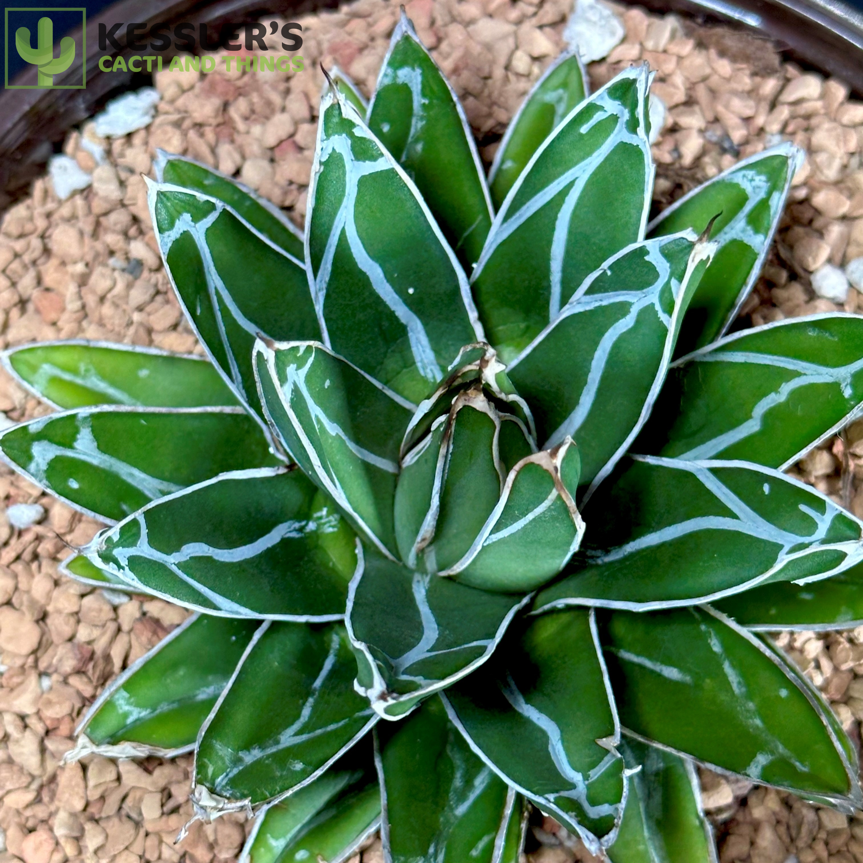 succulent plant agave Agave Victoriae-reginae (Queen Victoria Century Plant) – Kesslers Cacti