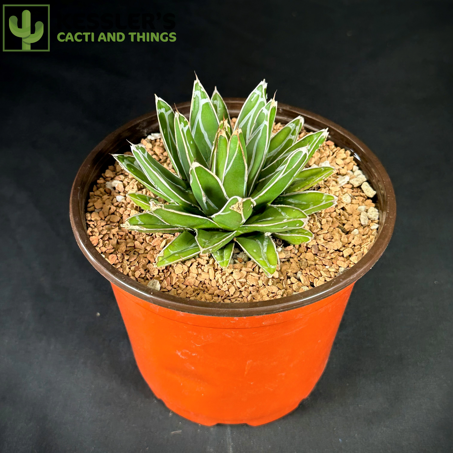 Agave Victoriae-reginae (Queen Victoria Century Plant)