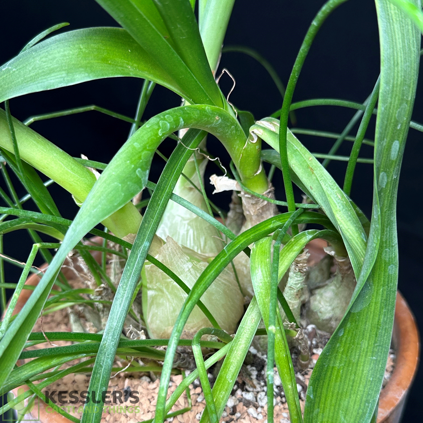 Albuca Bracteata (Sea Onion Plant)