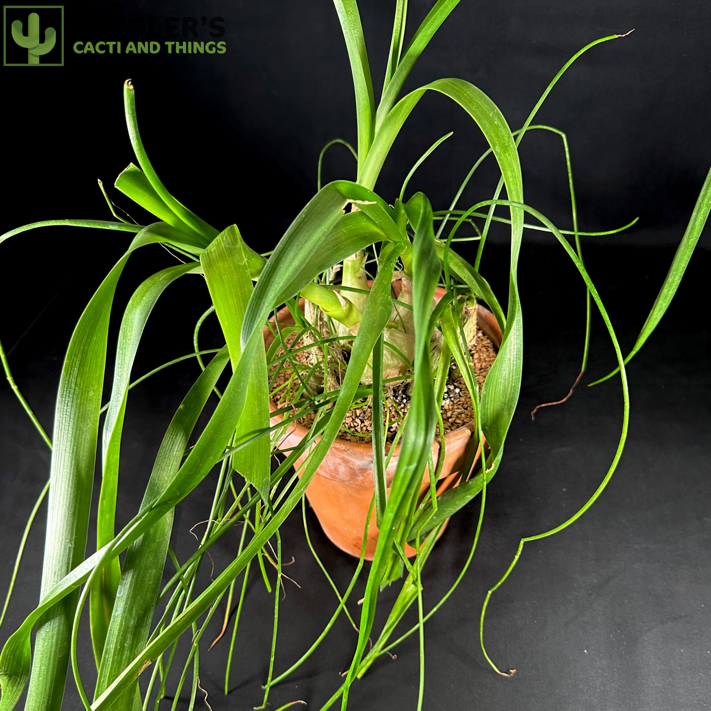 Albuca Bracteata (Sea Onion Plant)