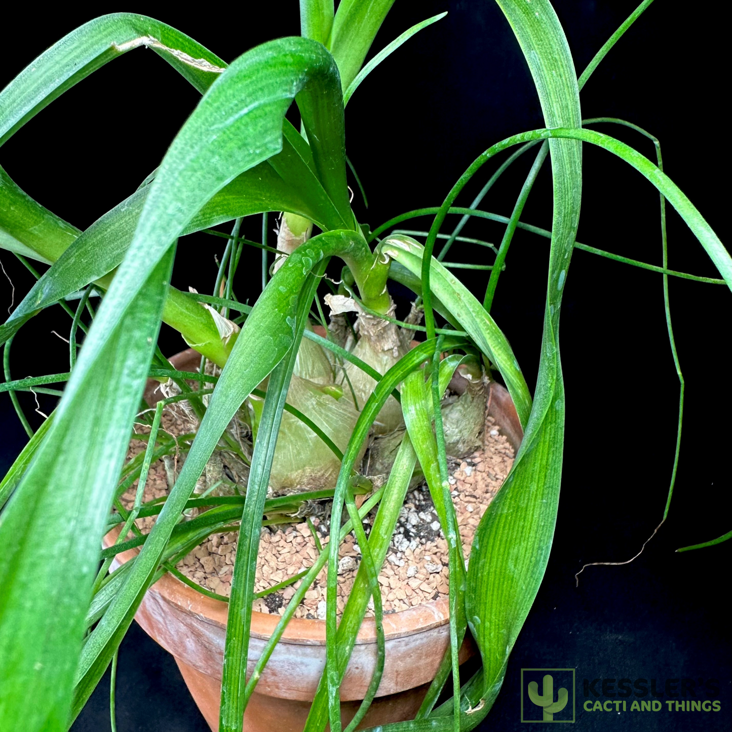 Albuca Bracteata (Sea Onion Plant)