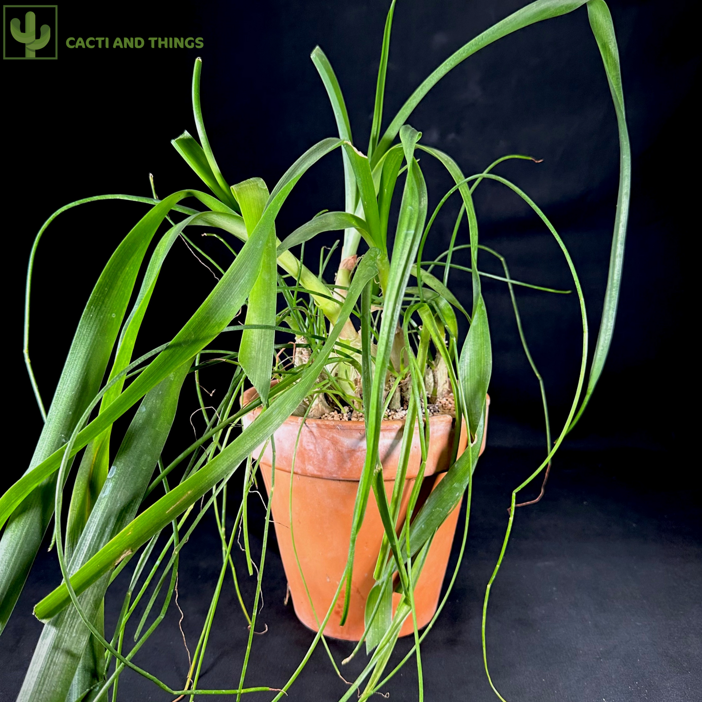 Albuca Bracteata (Sea Onion Plant)