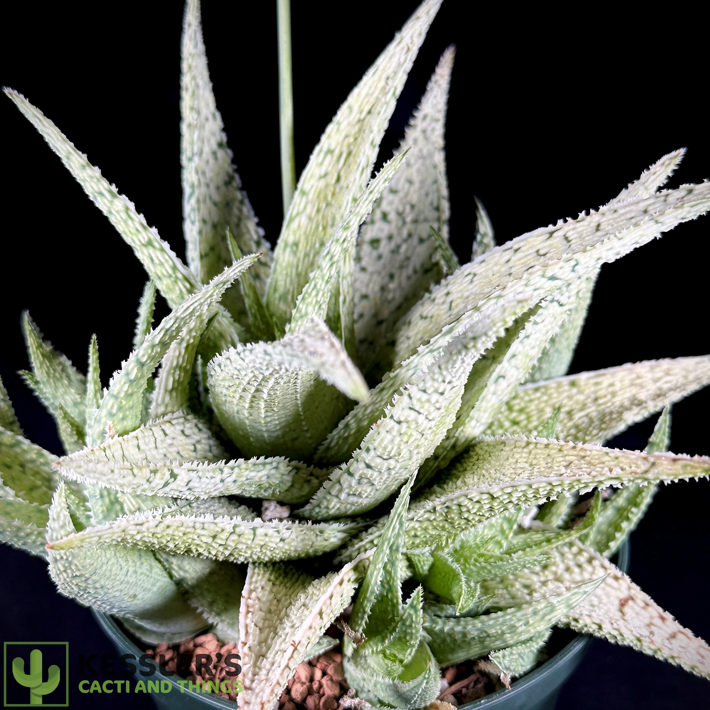 Aloe Sandstorm