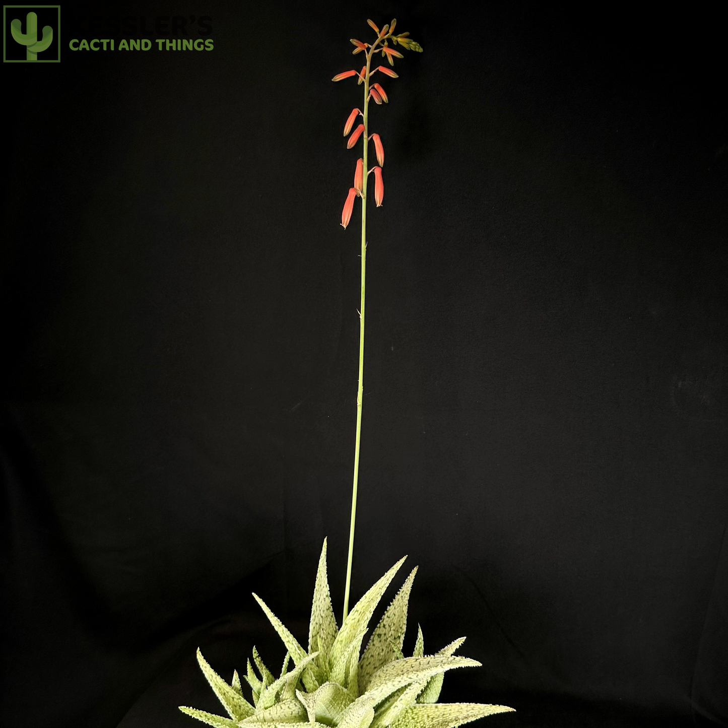 Aloe Sandstorm