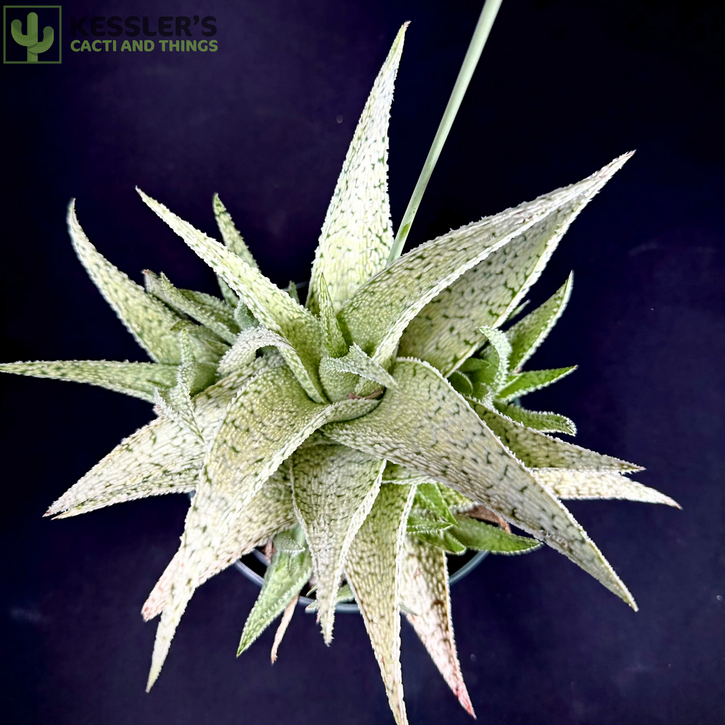 Aloe Sandstorm