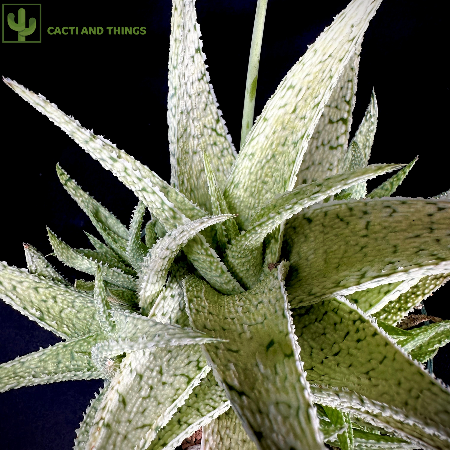 Aloe Sandstorm