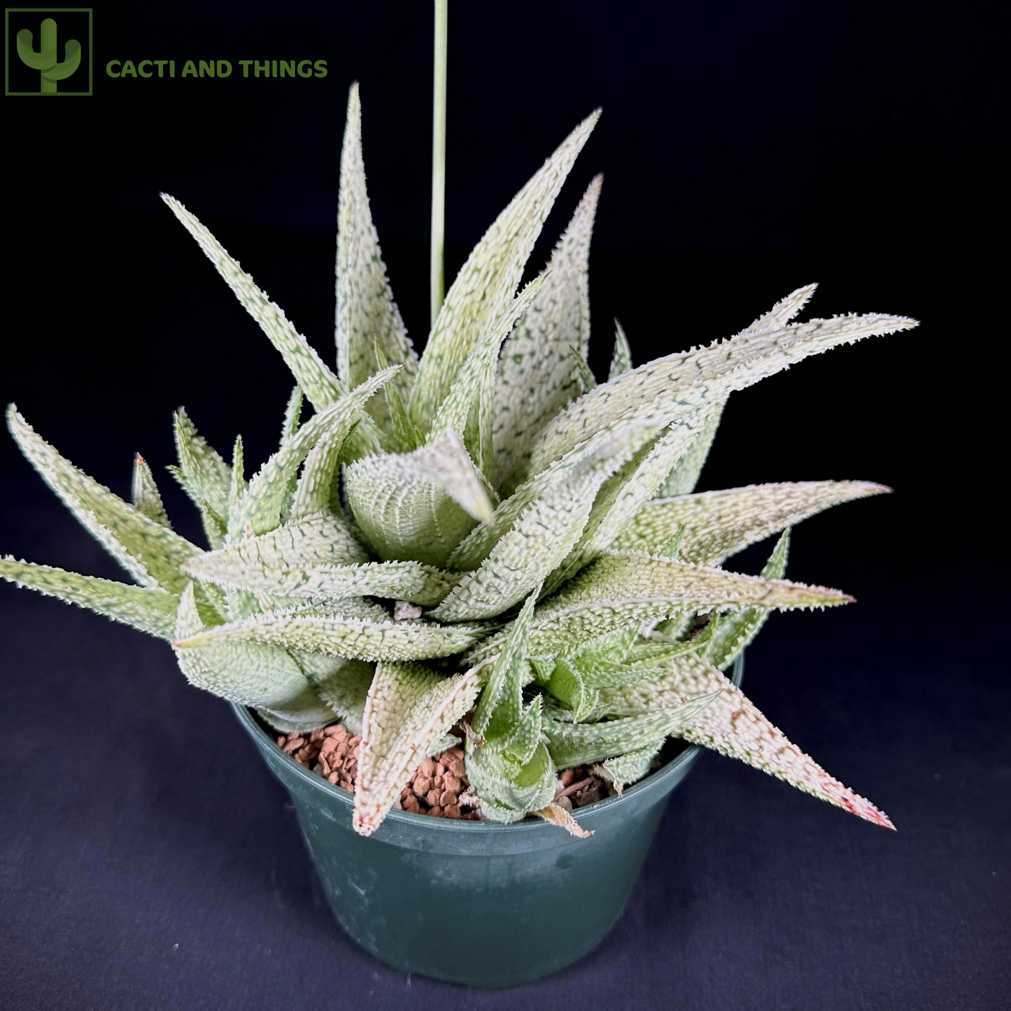 Aloe Sandstorm