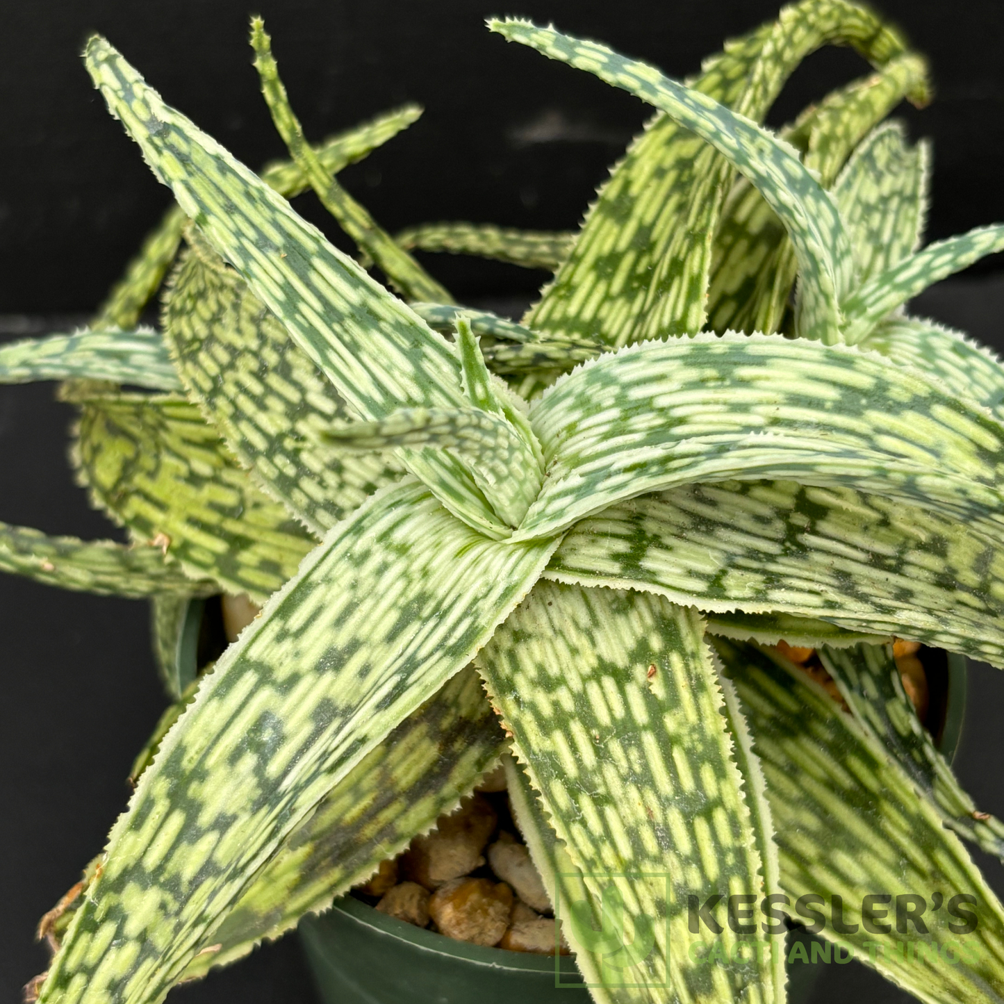 Aloe Silver Star