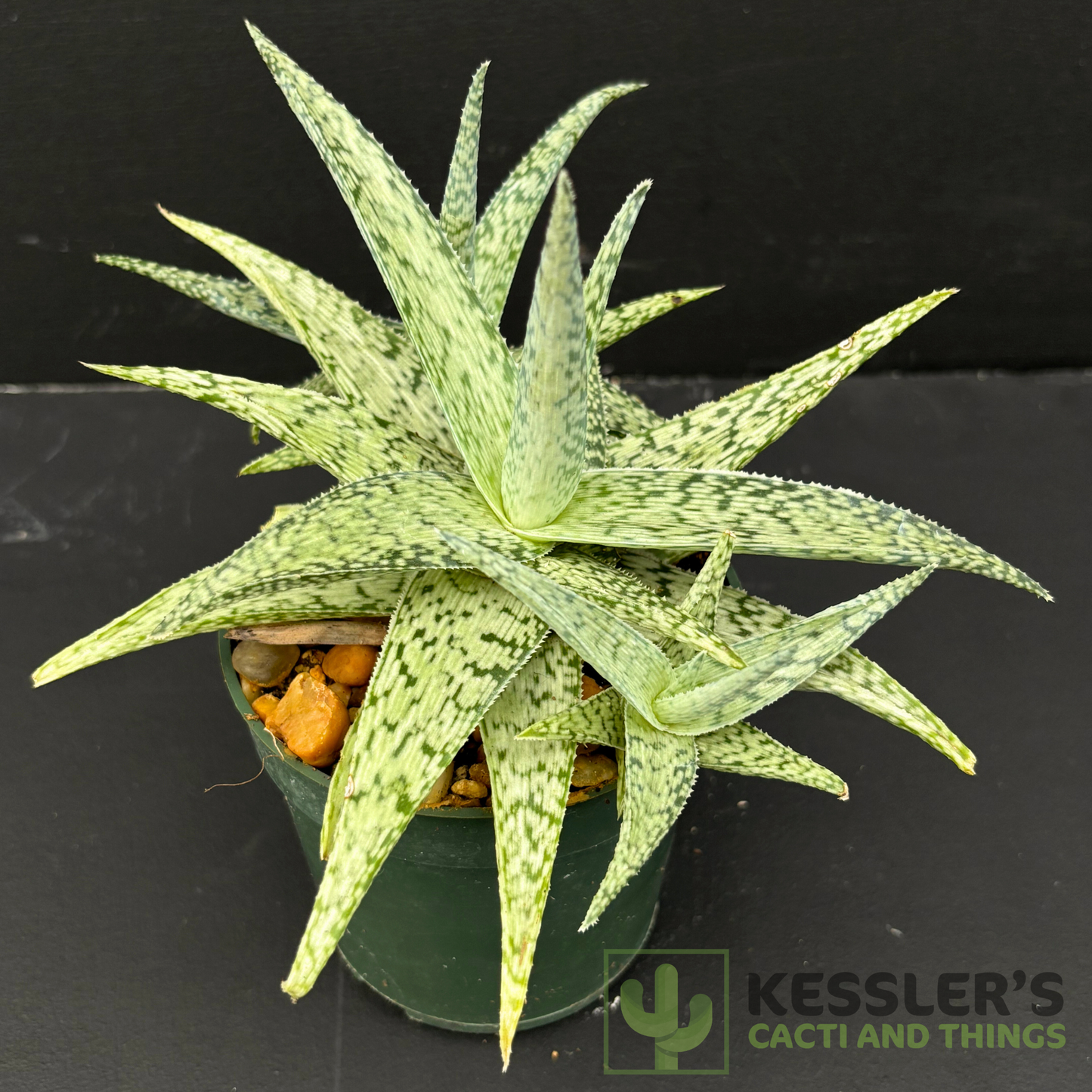 Aloe Silver Star