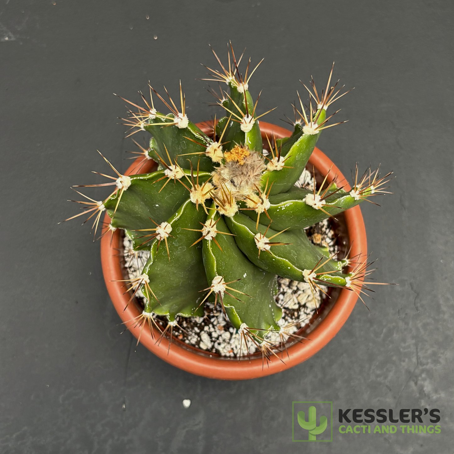 Astrophytum - Ornatum v. Mirbelii