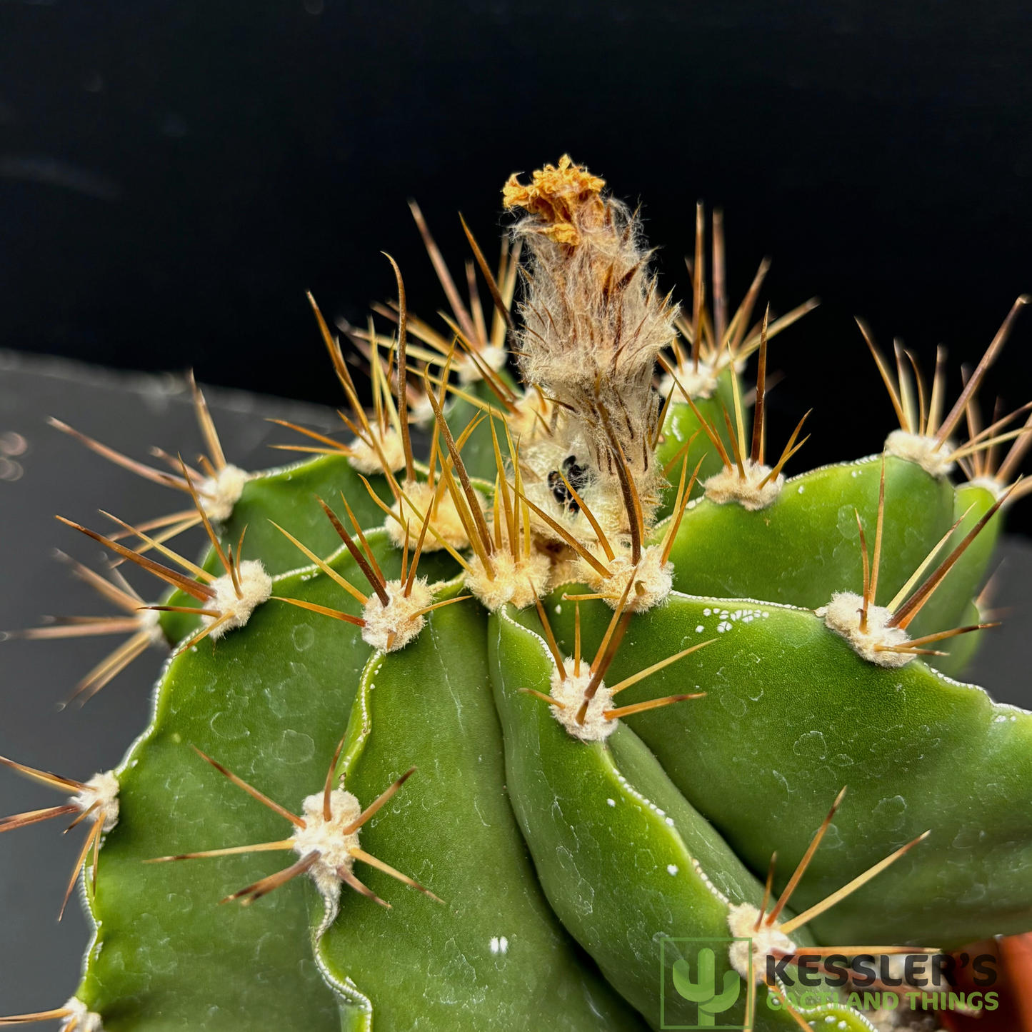 Astrophytum - Ornatum v. Mirbelii