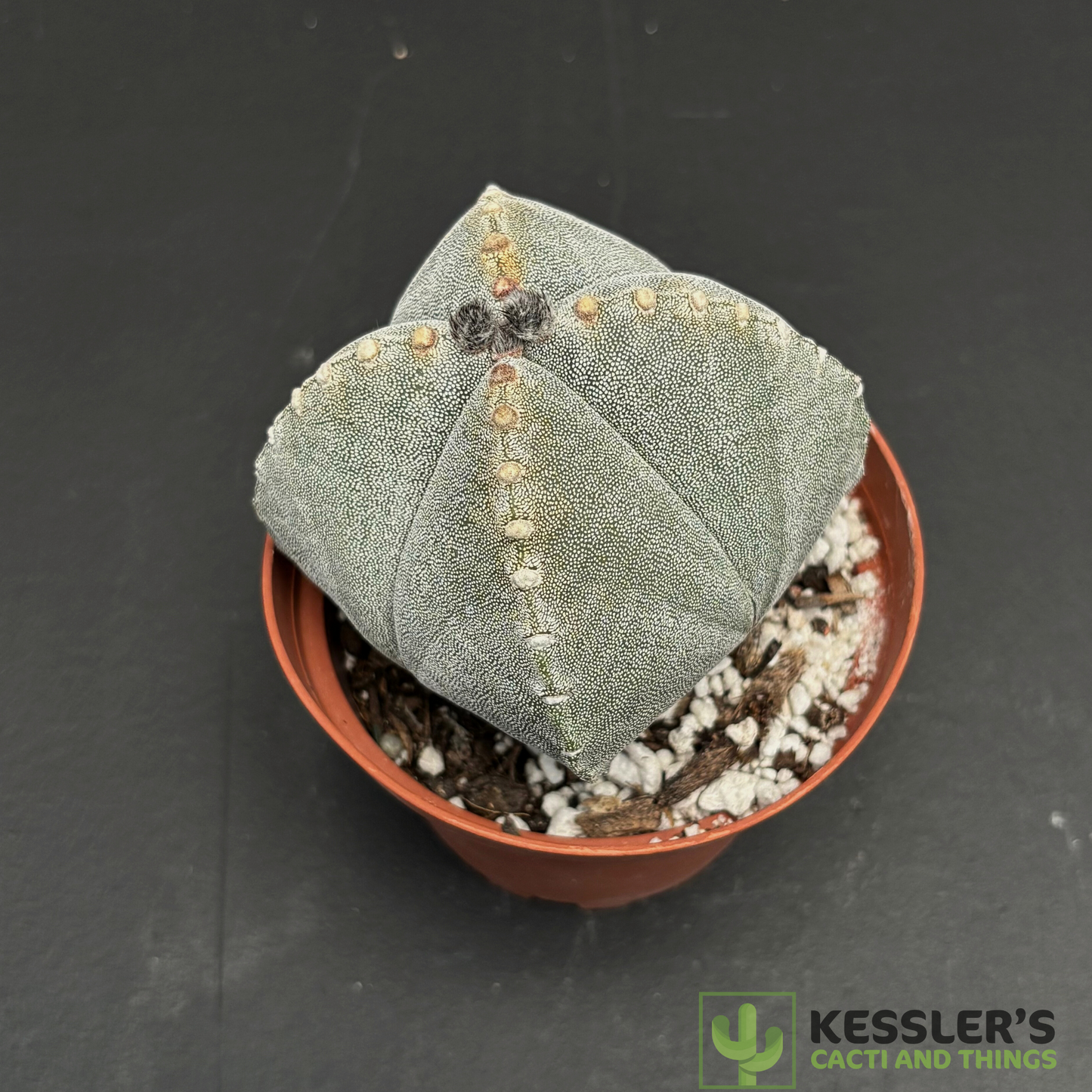 4 SIDED Astrophytum Myriostigma (Bishop's Cap)