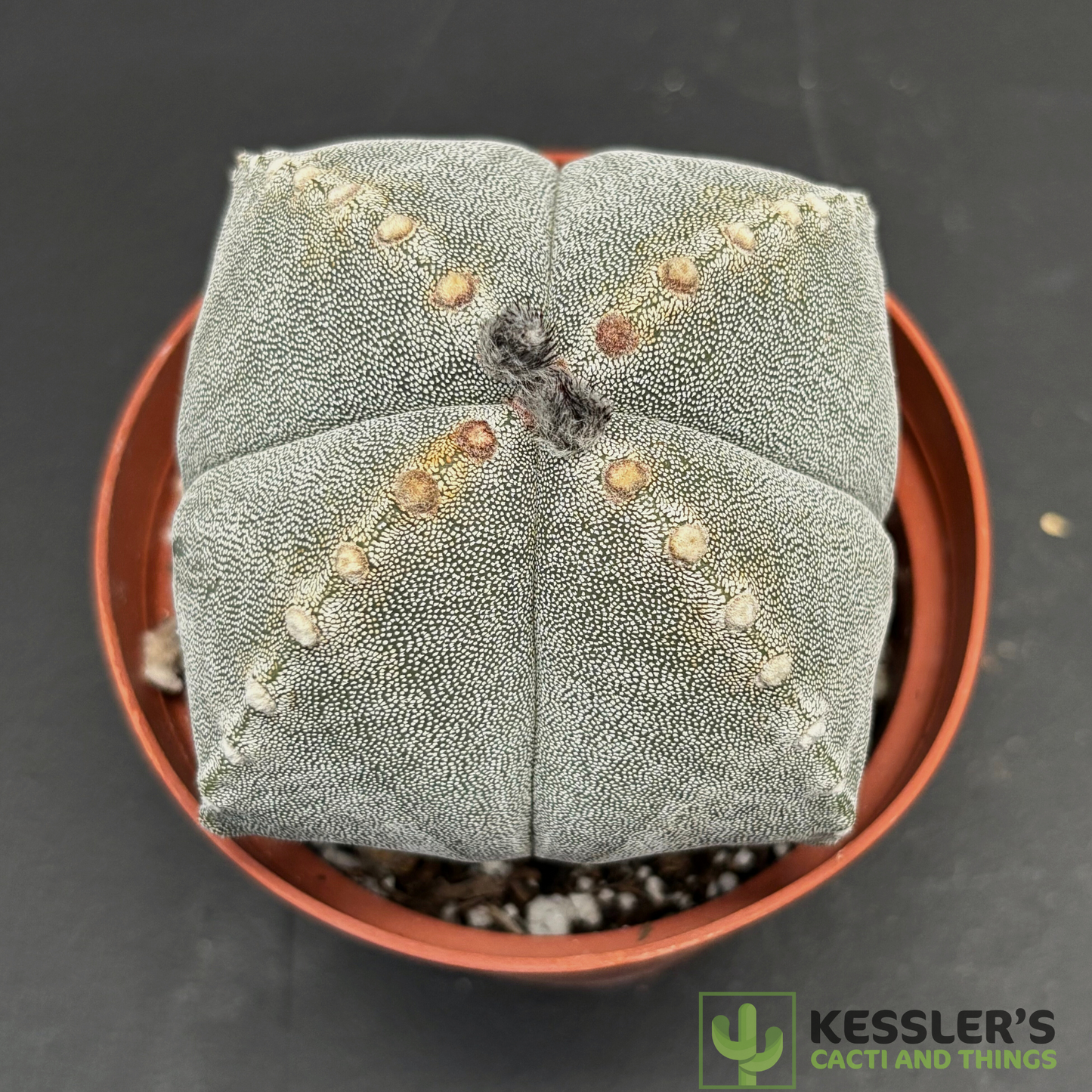 4 SIDED Astrophytum Myriostigma (Bishop's Cap)
