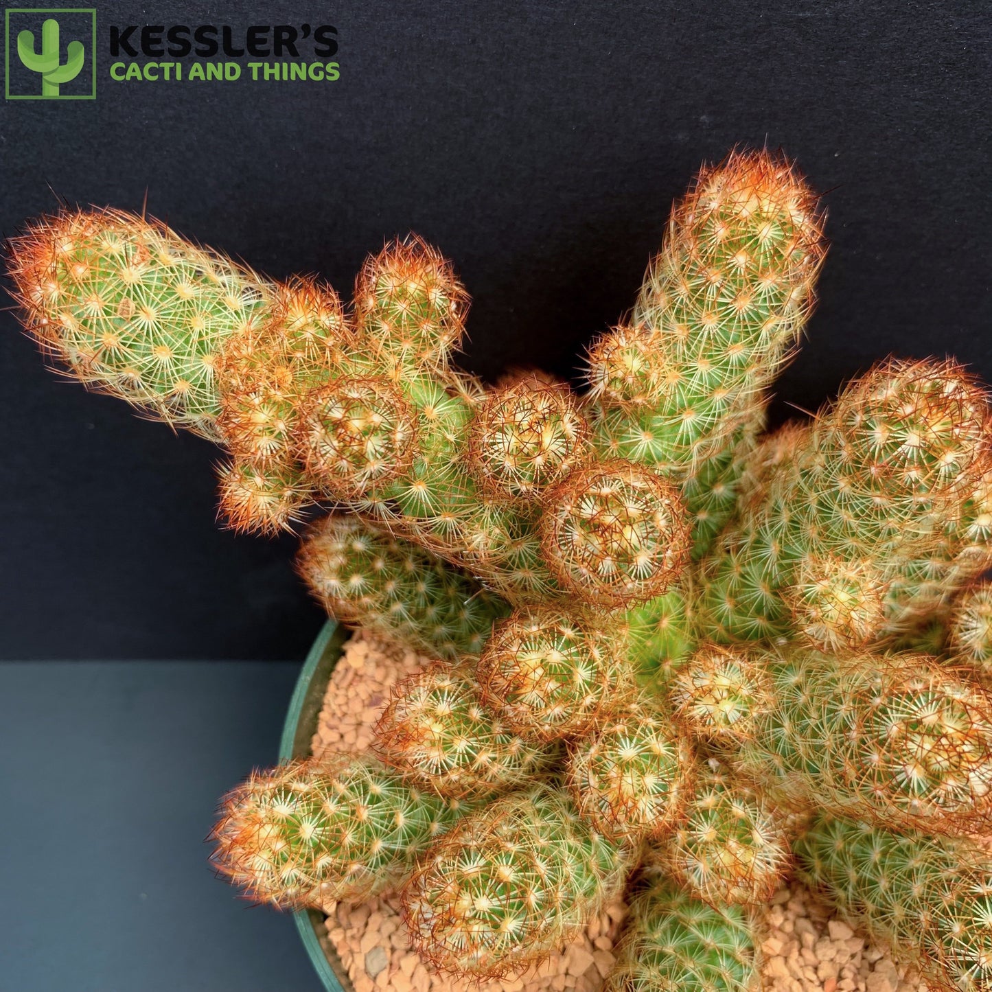 Mammillaria Elongata (Irish Red)