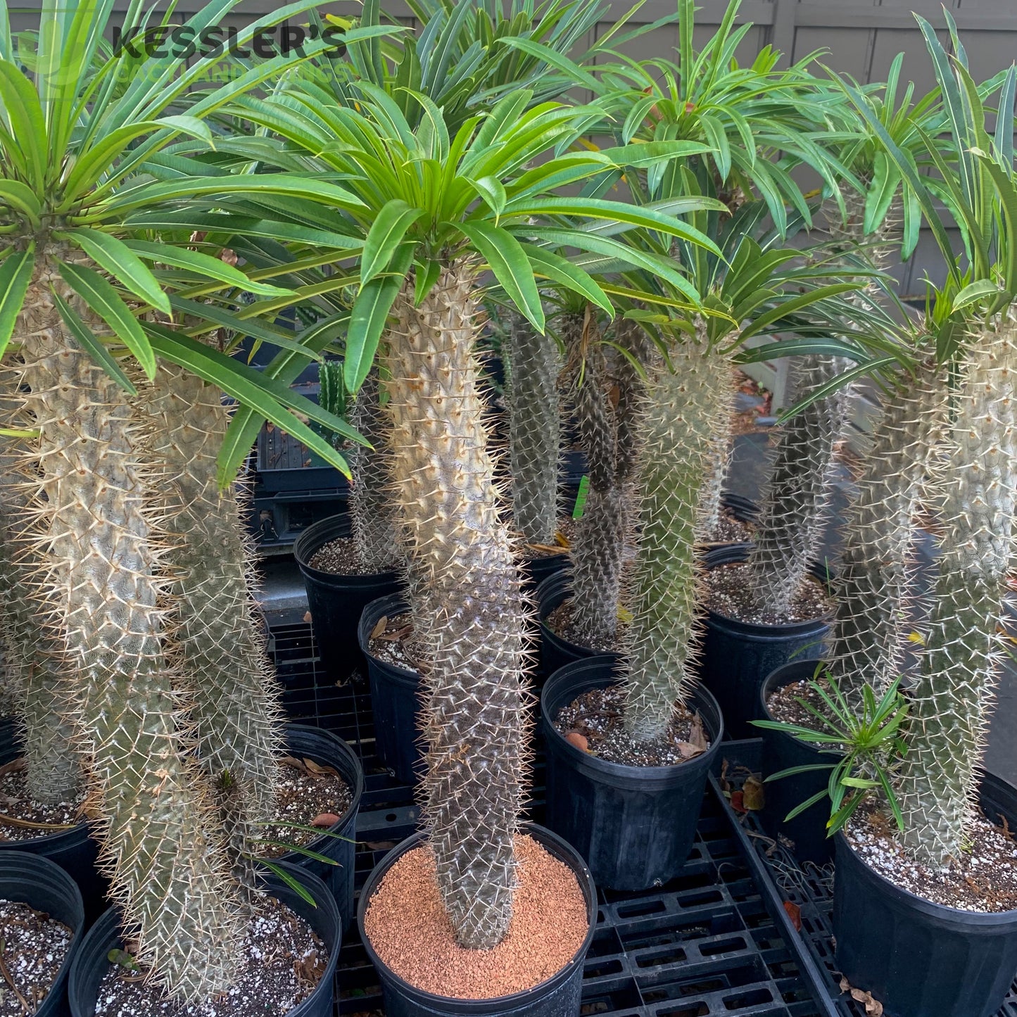 Pachypodium Lamerei (Madagascar Palm)