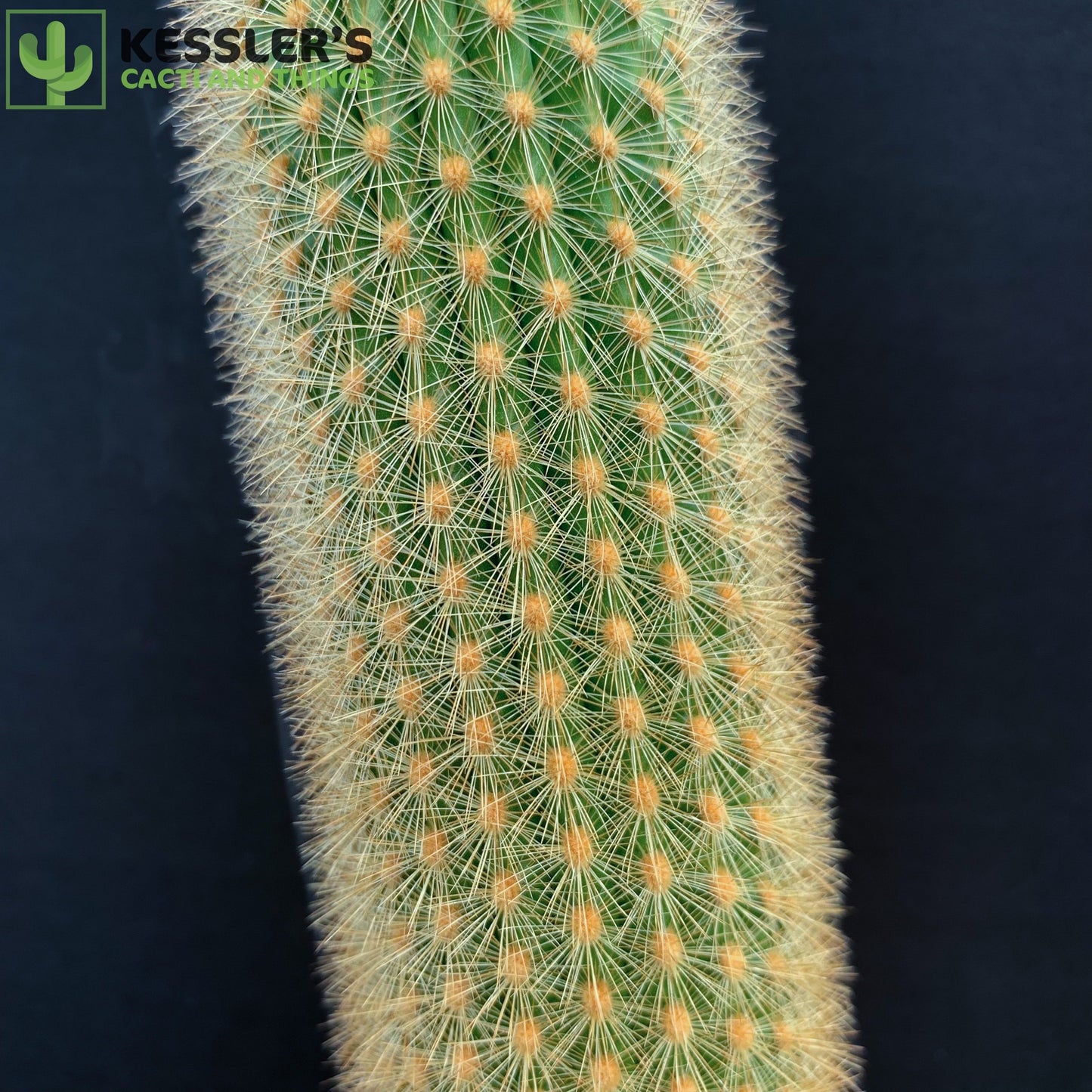 Haageocereus Versicolor