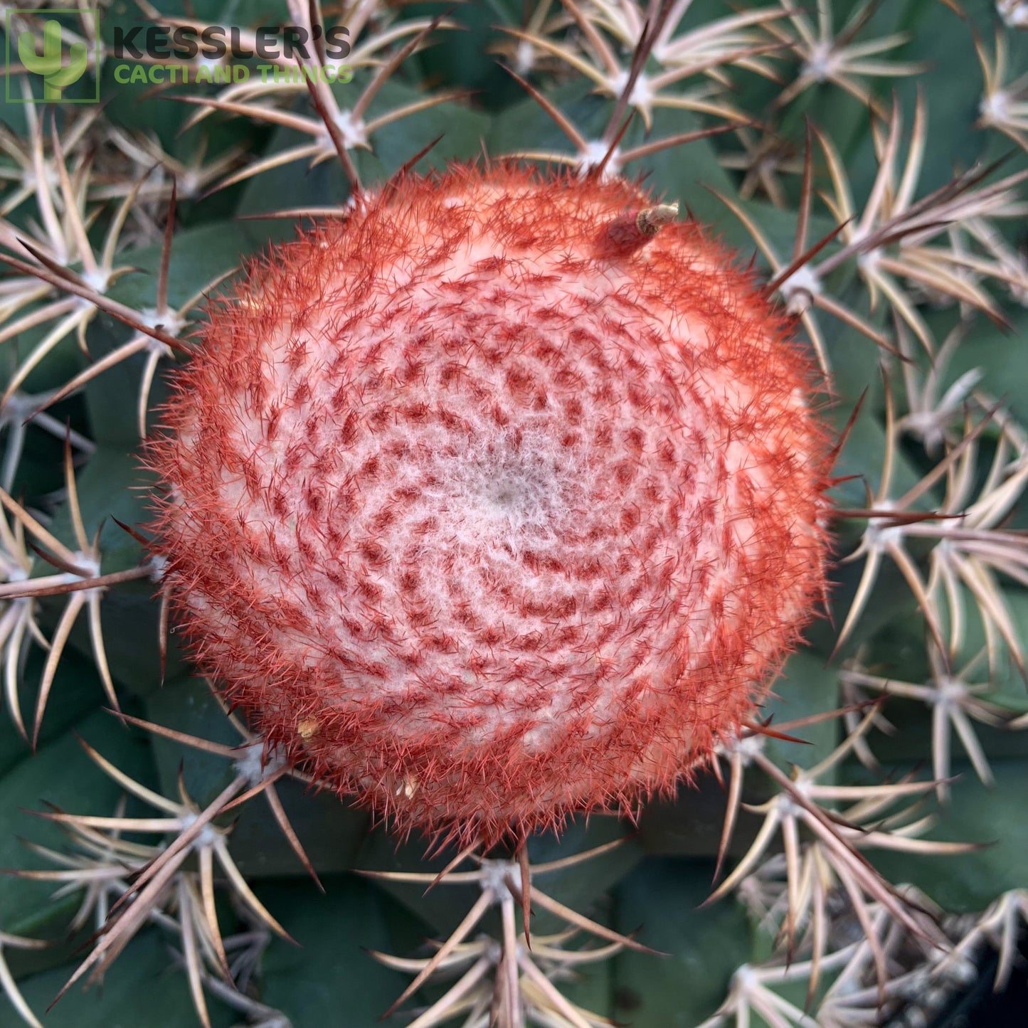 Melocactus Bahiensis (Turk's Cap)