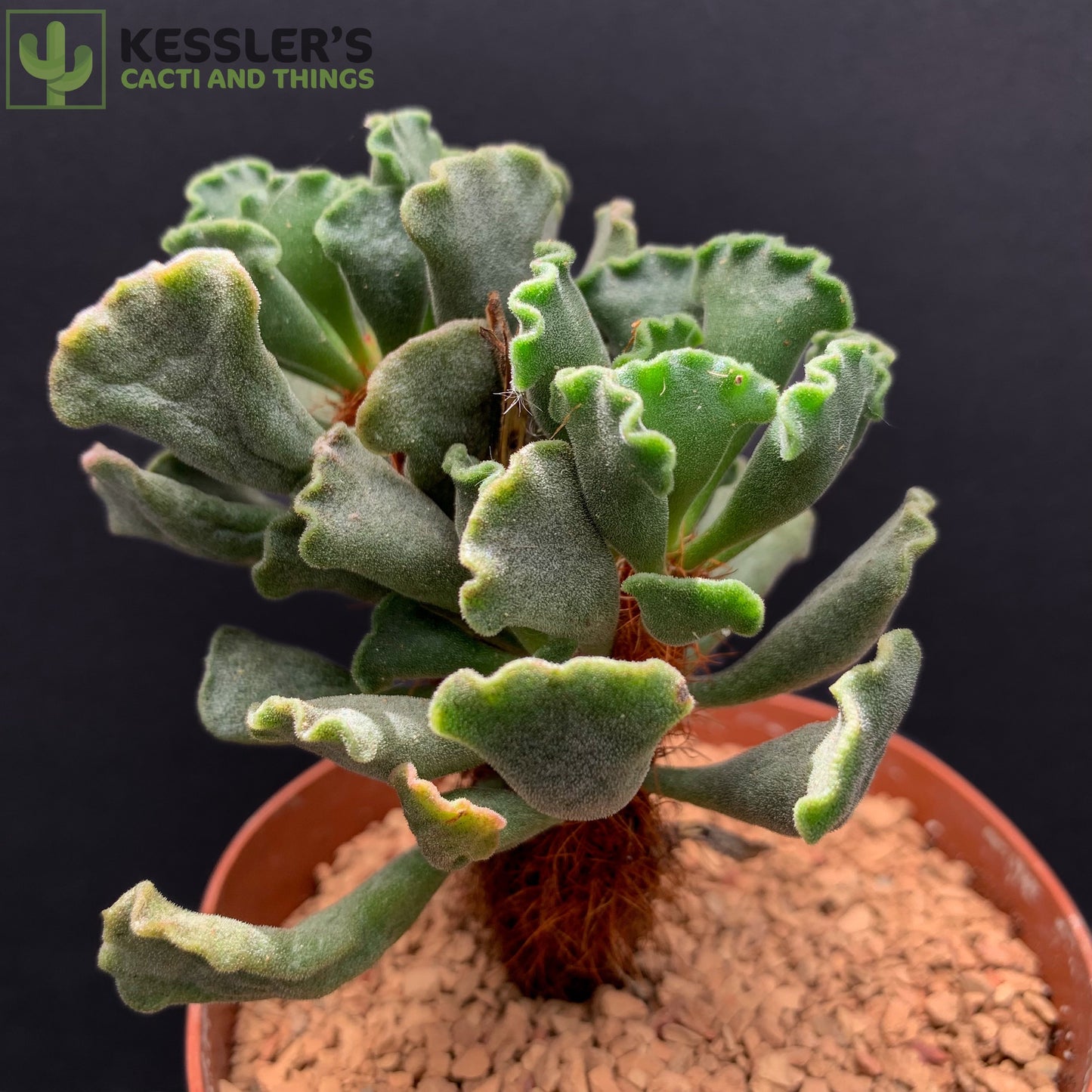 Adromischus Cristatas (Panda Paw)