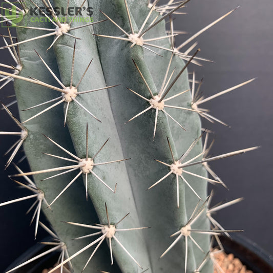 Stenocereus griseus (Lemaireocereus griseus)