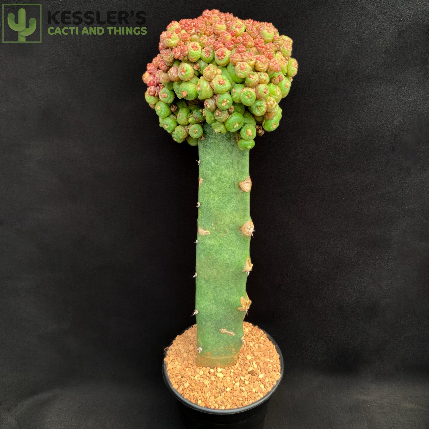 Mammilaria Bocasana Fred