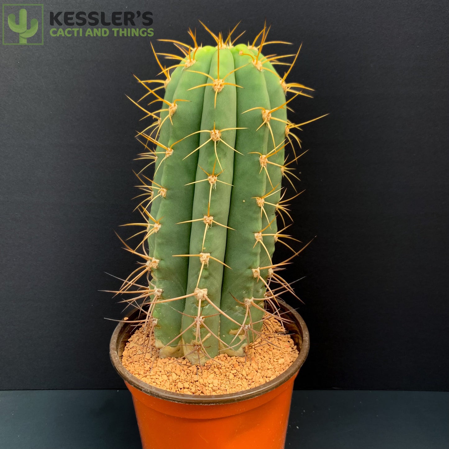 Echinopsis Terscheckii
