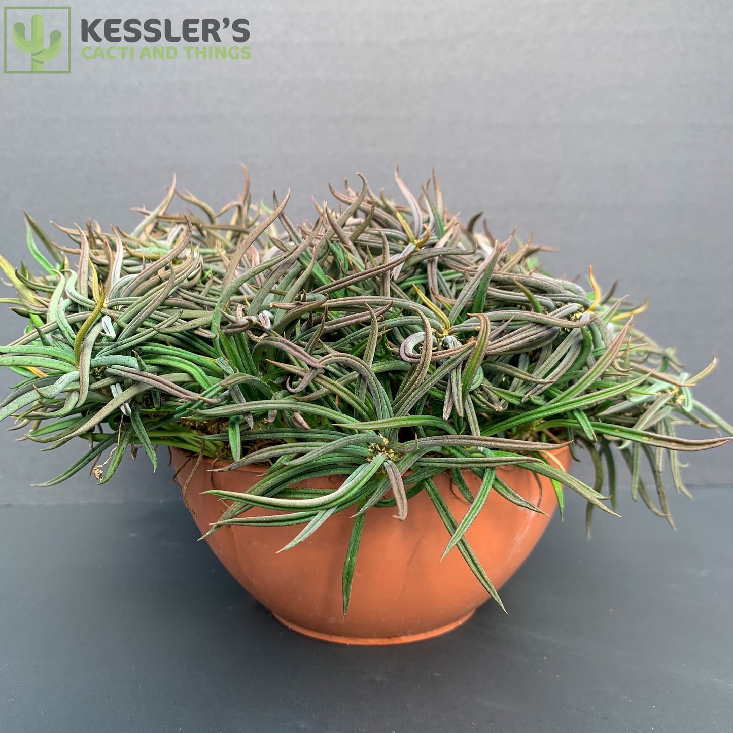 Euphorbia Cylindrifolia Tuberifera