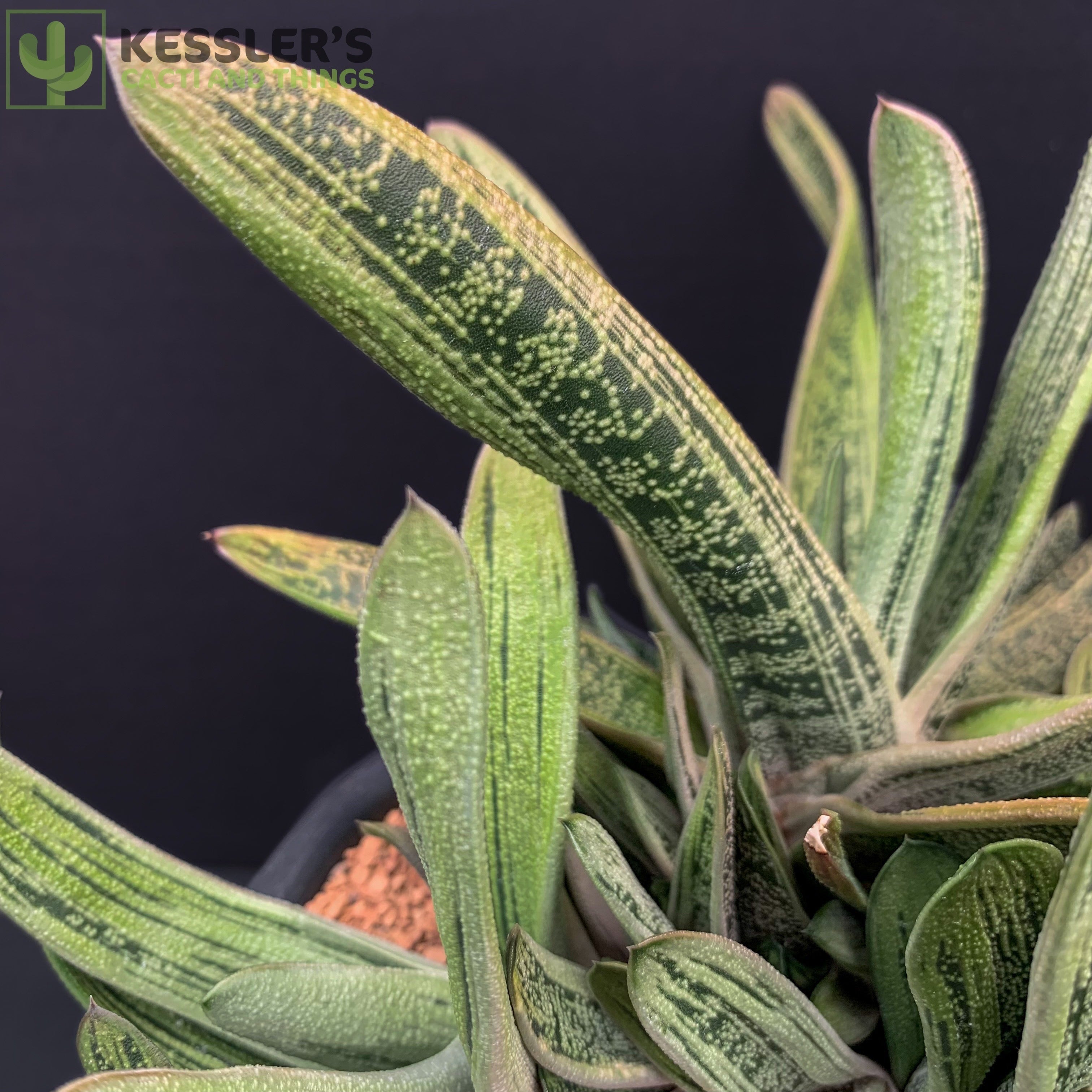succulent gasteria ikea Gasteria 4" Pot – Kesslers Cacti