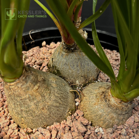 Beaucarnea Recurvata - Ponytail Palm