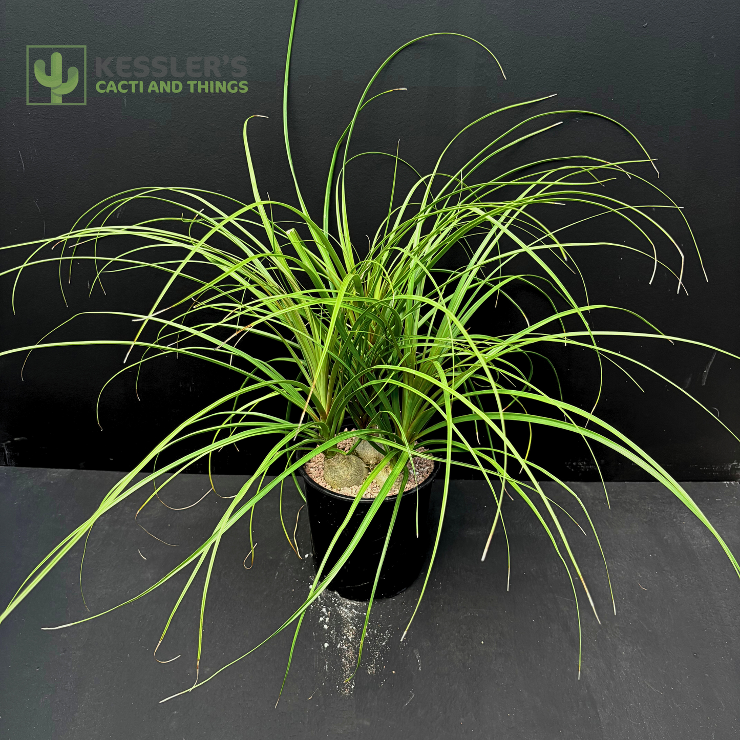 Beaucarnea Recurvata - Ponytail Palm