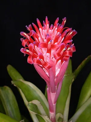 Billbergia pyramidalis ‘Kyoto’ (VARIEGATED Torch Bromeliad)