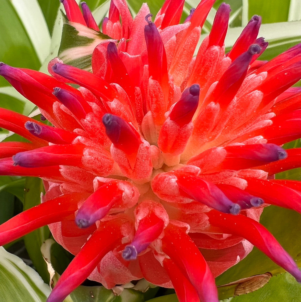 Billbergia pyramidalis ‘Kyoto’ (VARIEGATED Torch Bromeliad)