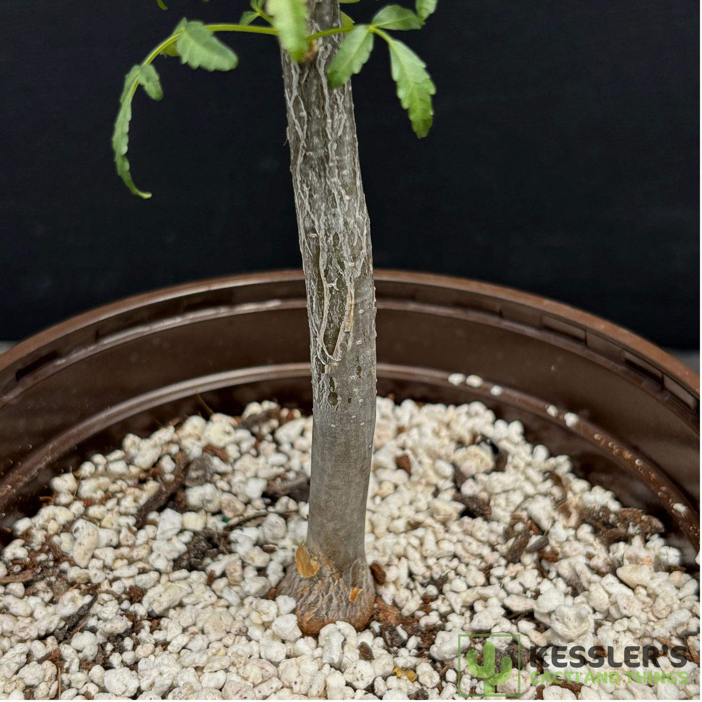 Bursera Fagaroides (Elephant Tree)